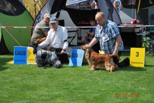 23.07.2016 International Show in Częstochowa — CAC, CACIB, Best Dog