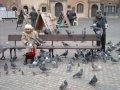 Gołębie, gołębie, prawie jak w Krakowie (Pigeons and pigeons almost as in Cracow)